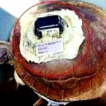 খুলনায় ভারতীয় স্যাটেলাইট ট্রান্সমিটার বসানো কচ্ছপ উদ্ধার