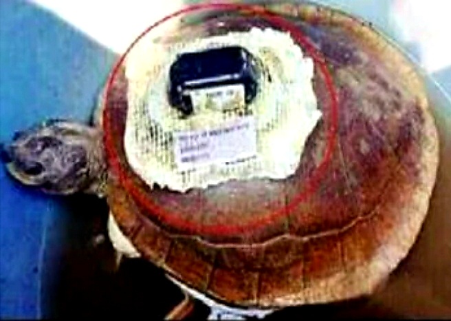 খুলনায় ভারতীয় স্যাটেলাইট ট্রান্সমিটার বসানো কচ্ছপ উদ্ধার