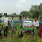 কলারোয়ায় ধানের নমুনা শস্য কর্তন