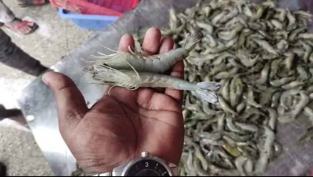 পাইকগাছার কপিলমুনি চিংড়ি মাছে অপদ্রব্য পুশ;ব্যবসায়ীর জরিমানা