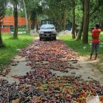 বিরামপুরে যৌন উত্তেজক সিরাপ ধ্বংস