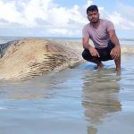 কুয়াকাটা সৈকতে ভেসে এলো বিশালাকৃতির মৃত তিমি