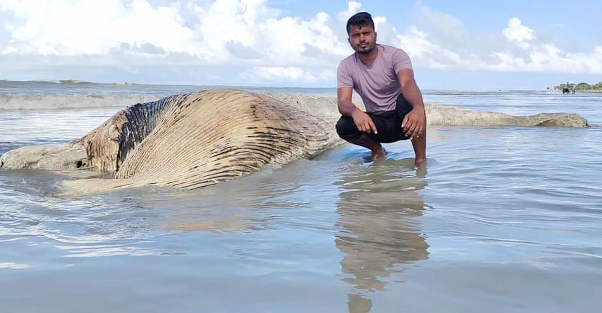 কুয়াকাটা সৈকতে ভেসে এলো বিশালাকৃতির মৃত তিমি