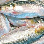 আজ মধ্যরাত থেকে ইলিশ ধরা নিষিদ্ধ