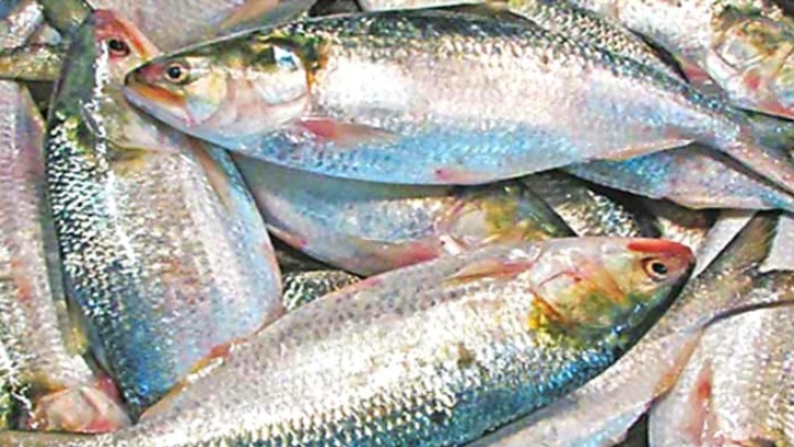 আজ মধ্যরাত থেকে ইলিশ ধরা নিষিদ্ধ