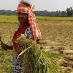 কলারোয়ায় কৃষিতে গ্রামীণ নারীর অবদান;এগিয়ে যাওয়া নারী সাফল্যের গল্প