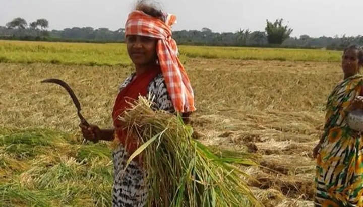 কলারোয়ায় কৃষিতে গ্রামীণ নারীর অবদান;এগিয়ে যাওয়া নারী সাফল্যের গল্প