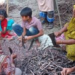 কলারোয়ায় শিশু গাছের পোকা লাগানো ডাল ভাঙ্গার হিড়িক;কি হচ্ছে এই ডাল দিয়ে!