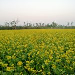 কলারোয়ায় চোখ জুড়ানো হলুদের সমারোহ