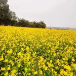 বিরামপুরে সরিষার বাম্পার ফলন, কৃষকের মুখে হাসি