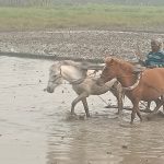 কলারোয়ায় ঘোড়া দিয়ে বোরো ক্ষেতে হাল চাষ
