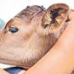 ভারতে ১৪ ফেব্রুয়ারি ‘গরু জড়িয়ে ধরা দিবস’ পালনের আহ্বান