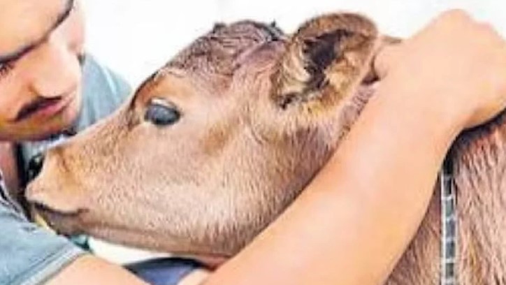 ভারতে ১৪ ফেব্রুয়ারি ‘গরু জড়িয়ে ধরা দিবস’ পালনের আহ্বান