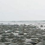 কক্সবাজার সৈকত ভেসে আসছে অসংখ্য মৃত জেলিফিশ
