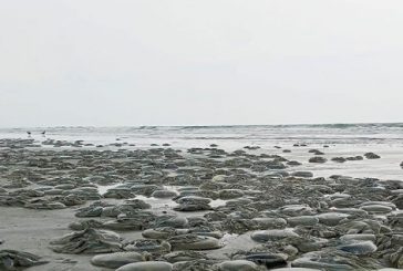 কক্সবাজার সৈকত ভেসে আসছে অসংখ্য মৃত জেলিফিশ