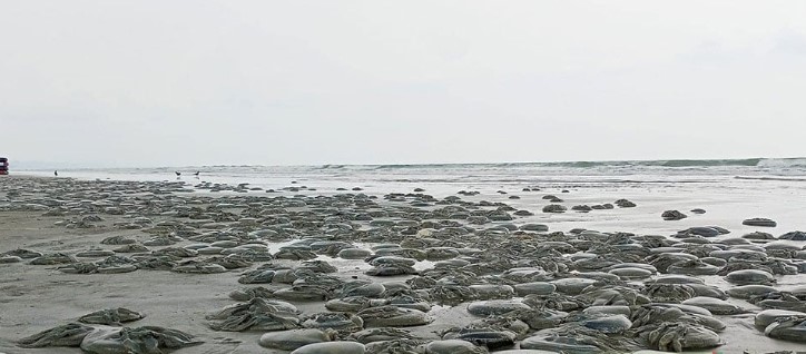 কক্সবাজার সৈকত ভেসে আসছে অসংখ্য মৃত জেলিফিশ