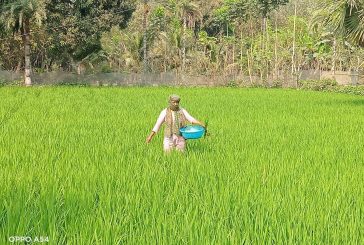 কলারোয়ায় ইরি-বোরো ধান ক্ষেত পরিচর্যা ও সার প্রয়োগে ব্যস্ত সময় পার করছেন কৃষিতে স্বর্ণ পদক প্রাপ্তি নারী