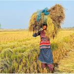 কয়রায় প্রতিবন্ধীর ধান কেটে বাড়ি পৌঁছে দিলো ইডেন মহিলা কলেজ ছাত্রলীগ