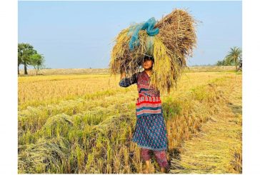 কয়রায় প্রতিবন্ধীর ধান কেটে বাড়ি পৌঁছে দিলো ইডেন মহিলা কলেজ ছাত্রলীগ