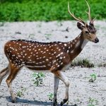 কয়রায় পুলিশের অভিযানে হরিণের মাংস উদ্ধার