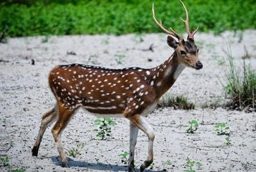কয়রায় পুলিশের অভিযানে হরিণের মাংস উদ্ধার