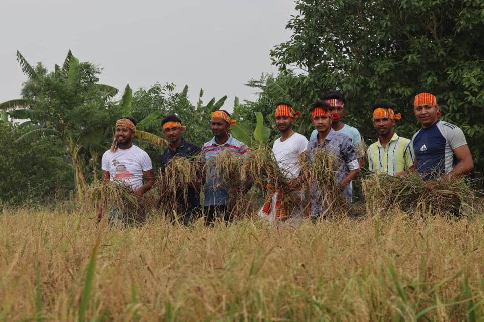 কয়রায় কৃষকের ধান কেটে বাড়ি পৌঁছে দিলো উপজেলা ছাত্রলীগ।