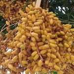 কলারোয়ায় হলুদ বর্ণের বুনো খেজুরের সমারোহ