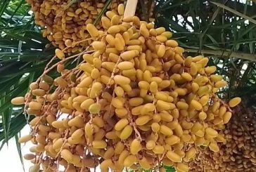কলারোয়ায় হলুদ বর্ণের বুনো খেজুরের সমারোহ