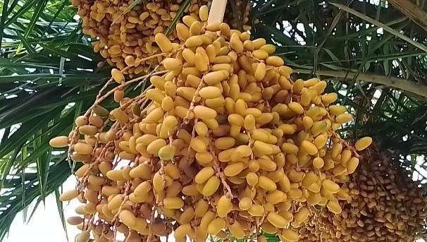 কলারোয়ায় হলুদ বর্ণের বুনো খেজুরের সমারোহ