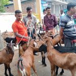 জমে উঠেছে খোরদো ছাগলের হাট, ক্রেতা ও বিক্রেতার ভিড়