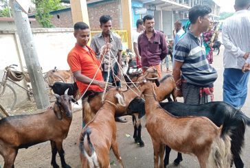 জমে উঠেছে খোরদো ছাগলের হাট, ক্রেতা ও বিক্রেতার ভিড়