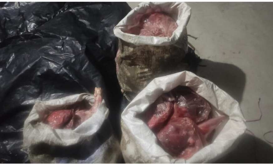 কয়রায় ২ মণ হরিণের মাংস উদ্ধার