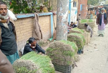 কলারোয়ায় জমে উঠেছে ভাতি পেঁয়াজ চারার হাট