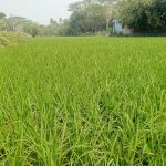 কলারোয়ায় আগাম ইরি-বোরো ধান চাষে বাম্পার ফলনের সম্ভাবনা