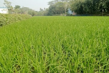 কলারোয়ায় আগাম ইরি-বোরো ধান চাষে বাম্পার ফলনের সম্ভাবনা
