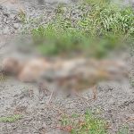 আশাশুনির মরিচ্চাপ নদী থেকে ভাসমান মৃ-ত-দে-হ উ-দ্ধা-র