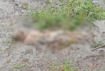 আশাশুনির মরিচ্চাপ নদী থেকে ভাসমান মৃ-ত-দে-হ উ-দ্ধা-র