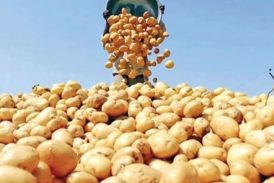 উত্তরাঞ্চলে প্রতিবছর মাঠেই পচে আড়াই হাজার কোটি টাকার ফসল