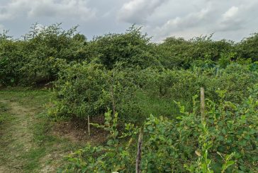 কলারোয়ায় বেড়েছে কুলের চাষ: বাম্পার ফলনের আশা কুলচাষীদের