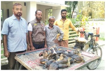 খাবারের সন্ধানে এসে প্রাণ হারাচ্ছে অতিথি পাখি