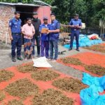 ইউপি সদস্যের বাড়ির ছাদে শুকানো হচ্ছিল গাঁজা