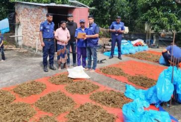 ইউপি সদস্যের বাড়ির ছাদে শুকানো হচ্ছিল গাঁজা