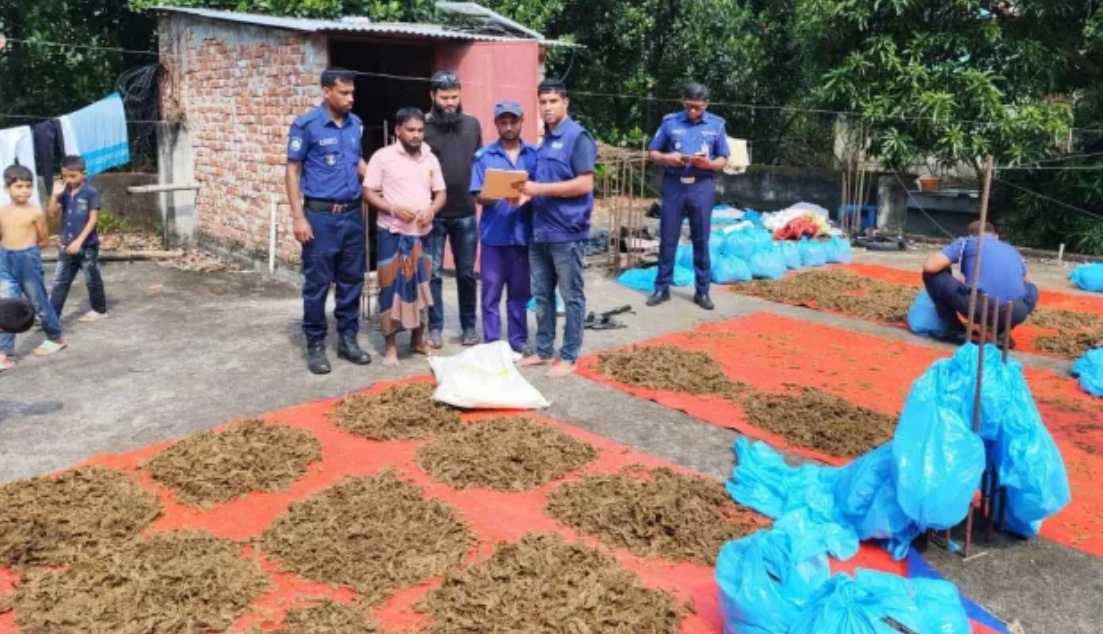 ইউপি সদস্যের বাড়ির ছাদে শুকানো হচ্ছিল গাঁজা