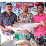 পদ্মার এক পাঙাশ বিক্রি হলো ৬৭ হাজার টাকায়