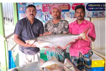পদ্মার এক পাঙাশ বিক্রি হলো ৬৭ হাজার টাকায়