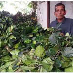 ২৩ বছর ধরে বেতন নেই শিক্ষক হামিদের, সংসার চলে কাঁঠালপাতা বেচে