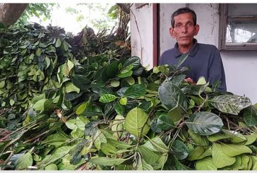 ২৩ বছর ধরে বেতন নেই শিক্ষক হামিদের, সংসার চলে কাঁঠালপাতা বেচে