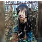 বান্দরবানে আলীকদম বাজার থেকে ভালুক ছানা উদ্ধার