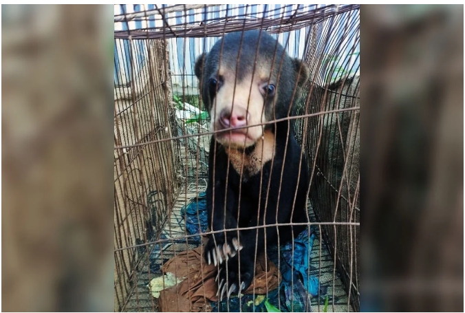 বান্দরবানে আলীকদম বাজার থেকে ভালুক ছানা উদ্ধার