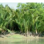 সুন্দরবন-এ শুরু হলো গোলপাতা আহরণ মৌসুম